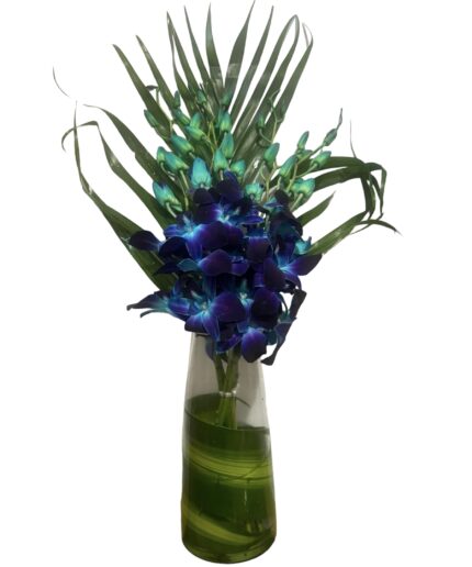 Blue Singapore orchids in vase